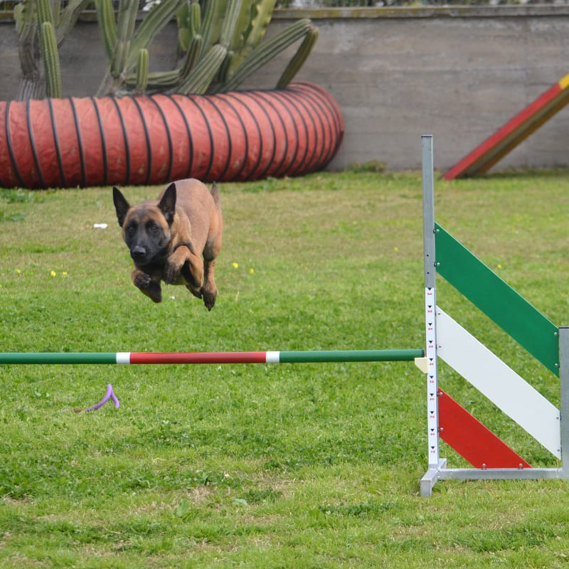 agility