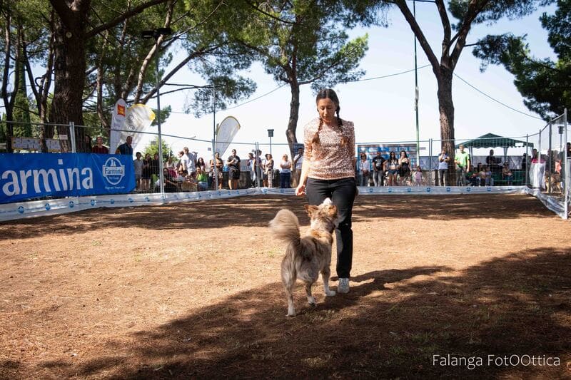 cane frontale