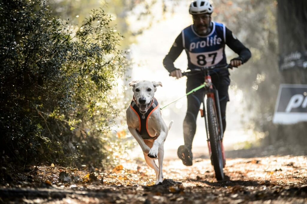 Cyclist and dog in race